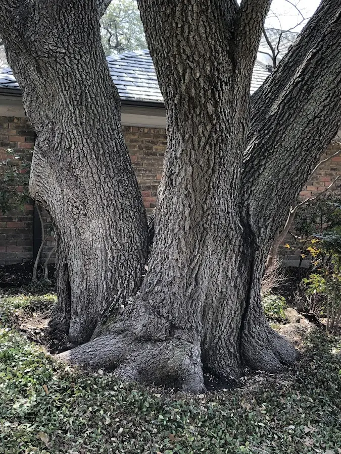 Mature heritage tree close to a Spirit Lake property cared for by certified arborists